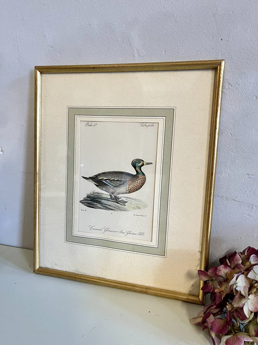 Lithographie canard portrait