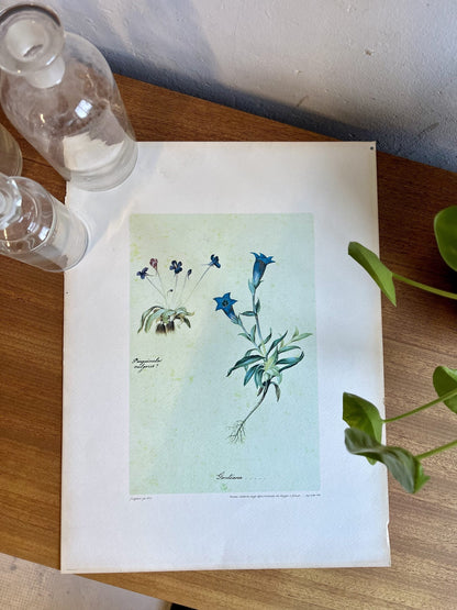 Lithographie gentiane