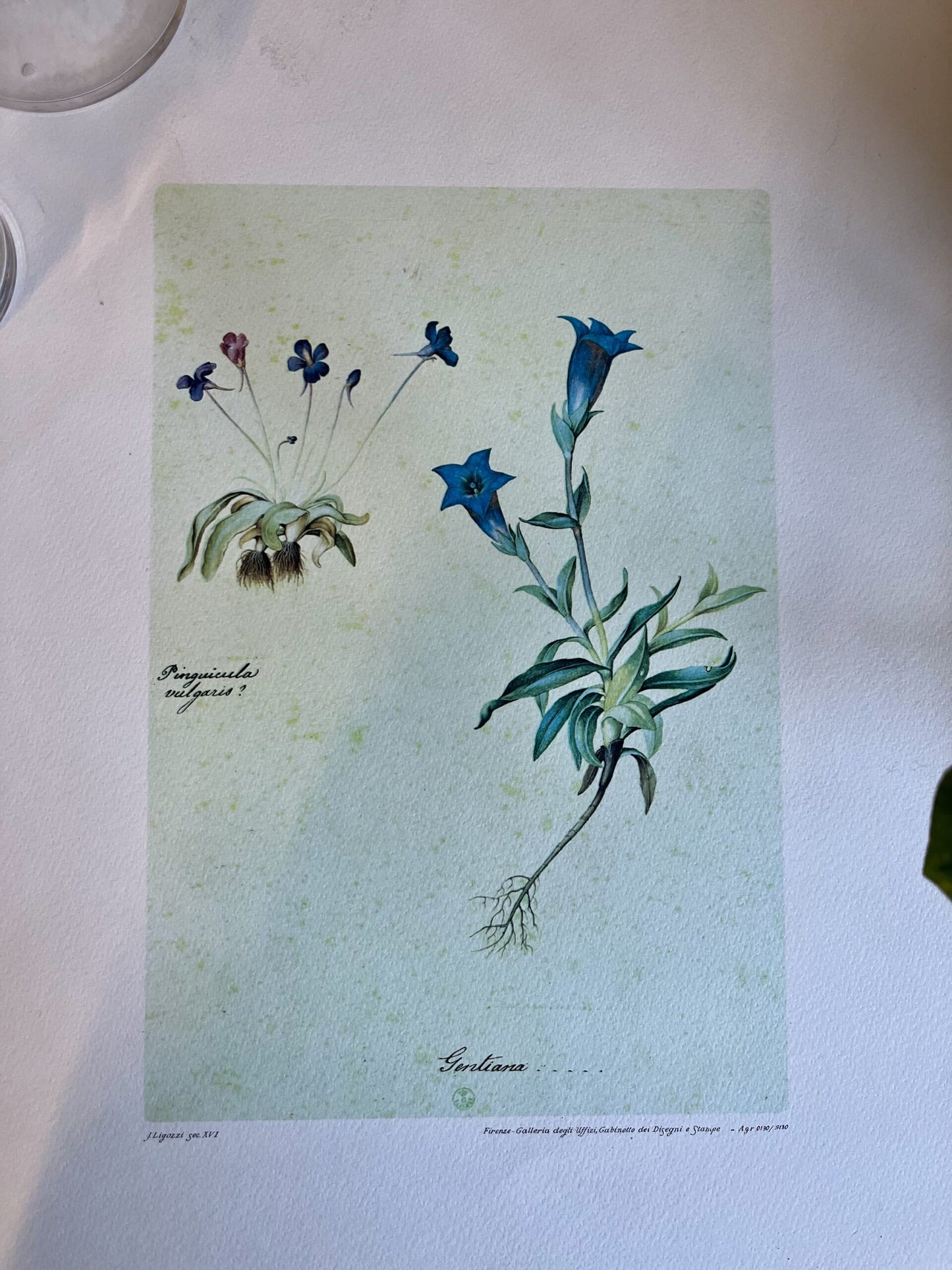 Lithographie gentiane