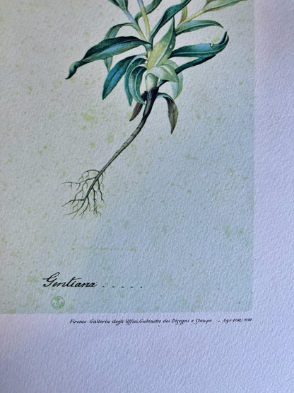 Lithographie gentiane