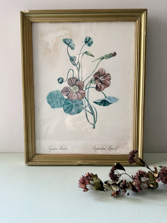 Tableau lithographie de capucine