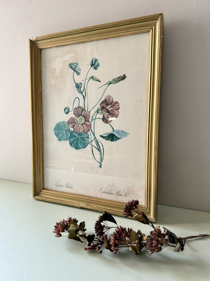 Tableau lithographie de capucine